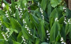 Lily Of The Valley (Convallaria Majalis) - 5 Pack Quart Pots 18 Lily Of The Valley (Convallaria Majalis) - 5 Pack Quart Pots -SHRUBS and BUSHES Store convallaria majalis lily of the valley 24