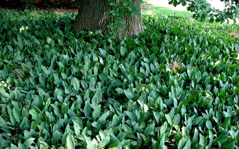 Lily Of The Valley (Convallaria Majalis) - 5 Pack Quart Pots 8 Lily Of The Valley (Convallaria Majalis) - 5 Pack Quart Pots - Image 6