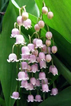 Pink Lily Of The Valley (Convallaria Majalis 'Rosea') - 1 Gallon Pot 10 Pink Lily Of The Valley (Convallaria Majalis 'Rosea') - 1 Gallon Pot -SHRUBS and BUSHES Store convallaria majalis rosea pink lily of the valley 1