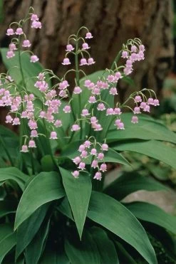 Best Seller 9 Pink Lily Of The Valley (Convallaria Majalis 'Rosea') - 1 Gallon Pot