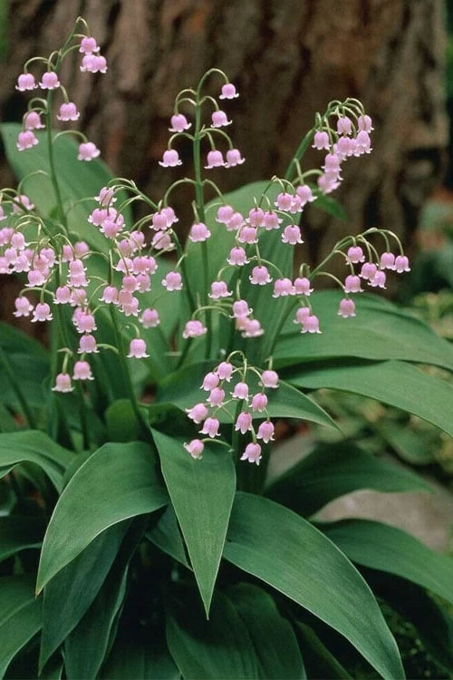 Pink Lily Of The Valley (Convallaria Majalis 'Rosea') - 1 Gallon Pot 3 Pink Lily Of The Valley (Convallaria Majalis 'Rosea') - 1 Gallon Pot