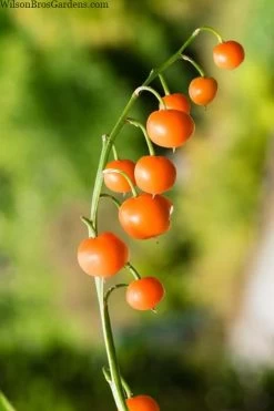 Pink Lily Of The Valley (Convallaria Majalis 'Rosea') - 1 Gallon Pot 11 Pink Lily Of The Valley (Convallaria Majalis 'Rosea') - 1 Gallon Pot -SHRUBS and BUSHES Store convallaria majalis rosea pink lily of the valley 5