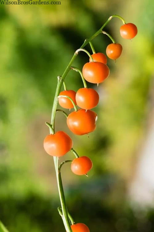 Pink Lily Of The Valley (Convallaria Majalis 'Rosea') - 1 Gallon Pot 7 Pink Lily Of The Valley (Convallaria Majalis 'Rosea') - 1 Gallon Pot - Image 5