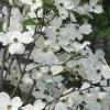 Jean's Appalachian Snow White Dogwood Tree - 5 Gallon Pot 2 Jean's Appalachian Snow White Dogwood Tree - 5 Gallon Pot -SHRUBS and BUSHES Store cornus florida jeans appalachian snow white dogwood 3 1