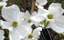 Jean's Appalachian Snow White Dogwood Tree - 7 Gallon Pot (4-5') -SHRUBS and BUSHES Store cornus florida jeans appalachian snow white dogwood 4