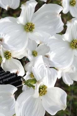 Jean's Appalachian Snow White Dogwood Tree - 7 Gallon Pot (4-5') -SHRUBS and BUSHES Store cornus florida jeans appalachian snow white dogwood 5