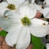 Super Princess White Dogwood - 3 Gallon Pot -SHRUBS and BUSHES Store cornus florida super princess dogwood 10