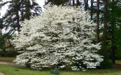 Native White Flowering Dogwood (Cornus Florida) - 3 Gallon Pot -SHRUBS and BUSHES Store cornus florida white flowering dogwood 1