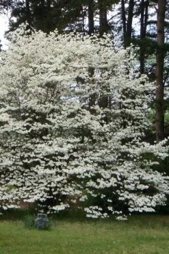 Native White Flowering Dogwood (Cornus Florida) - 3 Gallon Pot -SHRUBS and BUSHES Store cornus florida white flowering dogwood 2