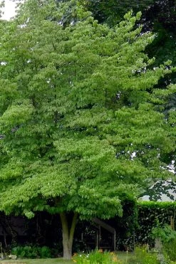 Native White Flowering Dogwood (Cornus Florida) - 3 Gallon Pot -SHRUBS and BUSHES Store cornus florida white flowering dogwood 3