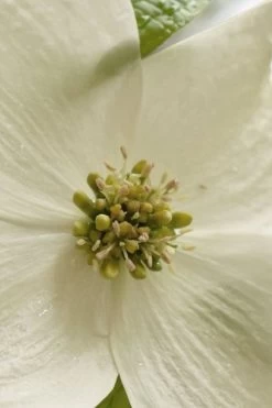 Native White Flowering Dogwood (Cornus Florida) - 3 Gallon Pot -SHRUBS and BUSHES Store cornus florida white flowering dogwood 5