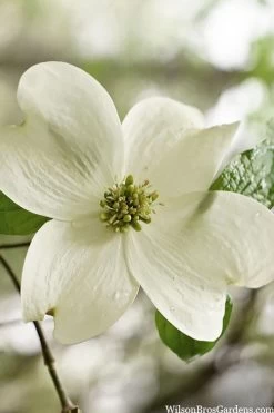 Native White Flowering Dogwood (Cornus Florida) - 3 Gallon Pot -SHRUBS and BUSHES Store cornus florida white flowering dogwood 6