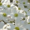 Native White Flowering Dogwood (Cornus Florida) - 3 Gallon Pot 2 Native White Flowering Dogwood (Cornus Florida) - 3 Gallon Pot -SHRUBS and BUSHES Store cornus florida white flowering dogwood 7