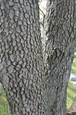 Native White Flowering Dogwood (Cornus Florida) - 3 Gallon Pot -SHRUBS and BUSHES Store cornus florida white flowering dogwood 8