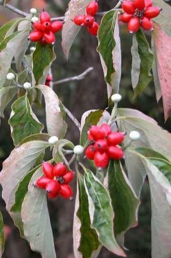 Native White Flowering Dogwood (Cornus Florida) - 3 Gallon Pot -SHRUBS and BUSHES Store cornus florida white flowering dogwood fruit berries 9
