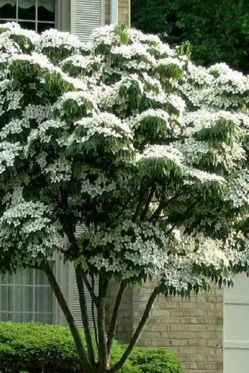 White Kousa Chinese Dogwood (Multi-Trunk) - 7 Gallon Pot (3-4') 3 White Kousa Chinese Dogwood (Multi-Trunk) - 7 Gallon Pot (3-4')