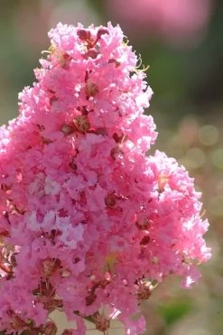 Sioux Pink Crape Myrtle Tree (Single Trunk) - 5 Gallon Pot 9 Sioux Pink Crape Myrtle Tree (Single Trunk) - 5 Gallon Pot -SHRUBS and BUSHES Store crape myrtle sioux pink 52