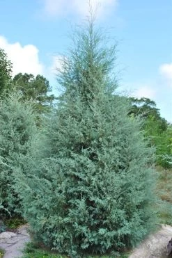 Carolina Sapphire Arizona Cypress - 7 Gallon Pot (4-5') 15 Carolina Sapphire Arizona Cypress - 7 Gallon Pot (4-5') -SHRUBS and BUSHES Store cupressus arizonica arizona carolina sapphire cypress 1 1