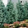 Carolina Sapphire Arizona Cypress - 7 Gallon Pot (3-4') 1 Carolina Sapphire Arizona Cypress - 7 Gallon Pot (3-4') -SHRUBS and BUSHES Store cupressus arizonica arizona carolina sapphire cypress 101