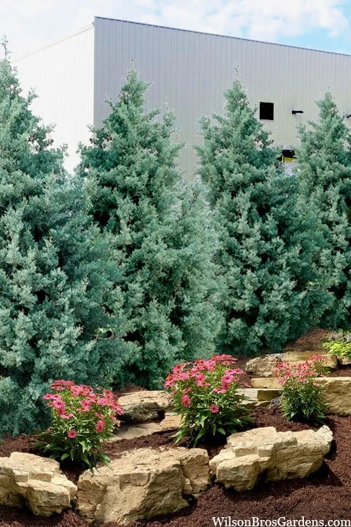 Carolina Sapphire Arizona Cypress - 7 Gallon Pot (5-6') 3 Carolina Sapphire Arizona Cypress - 7 Gallon Pot (5-6')