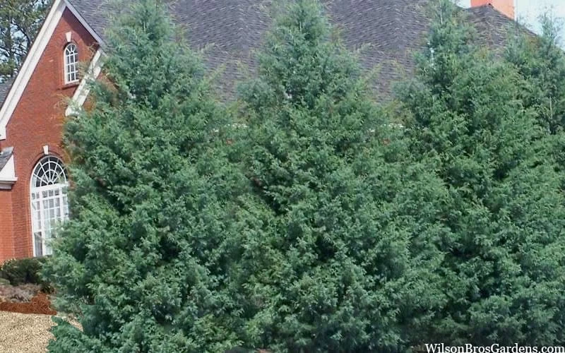 Carolina Sapphire Arizona Cypress - 7 Gallon Pot (5-6') 8 Carolina Sapphire Arizona Cypress - 7 Gallon Pot (5-6') - Image 6