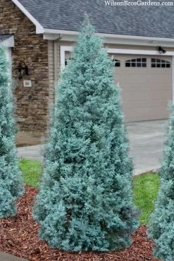 Blue Ice Arizona Cypress - 7 Gallon Pot (5-6') -SHRUBS and BUSHES Store cupressus arizonica blue ice cypress 101 1