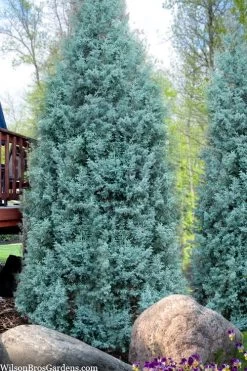 Blue Ice Arizona Cypress - 7 Gallon Pot (5-6') -SHRUBS and BUSHES Store cupressus arizonica blue ice cypress 103 1