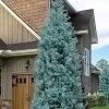 Blue Ice Arizona Cypress - 7 Gallon Pot (5-6') -SHRUBS and BUSHES Store cupressus arizonica blue ice cypress 104 1