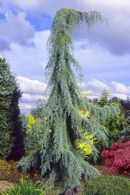 Raywood Weeping Arizona Cypress - 6 Gallon Pot 3 Raywood Weeping Arizona Cypress - 6 Gallon Pot