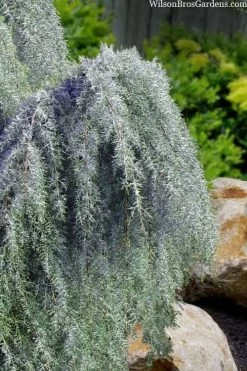 Raywood Weeping Arizona Cypress - 6 Gallon Pot 9 Raywood Weeping Arizona Cypress - 6 Gallon Pot -SHRUBS and BUSHES Store cupressus arizonica raymonds weeping arizona cypress 3