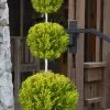 Goldcrest Monterey Lemon Cypress 3-Ball Poodle Tier Topiary - 7 Gallon Pot -SHRUBS and BUSHES Store cypress goldcrest monterey poodle tier 1