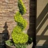 Goldcrest Monterey Lemon Cypress Spiral Topiary - 2 Gallon Pot -SHRUBS and BUSHES Store cypress goldcrest monterey spiral topiary 11