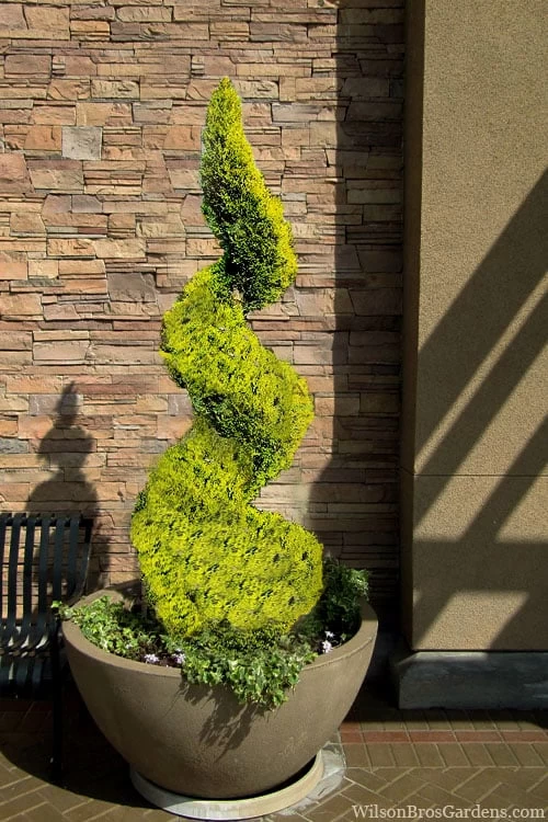 Goldcrest Monterey Lemon Cypress Spiral Topiary - 2 Gallon Pot 3 Goldcrest Monterey Lemon Cypress Spiral Topiary - 2 Gallon Pot