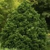 Tempelhof Hinoki Cypress - 1 Gallon Pot 1 Tempelhof Hinoki Cypress - 1 Gallon Pot -SHRUBS and BUSHES Store cypress hinoki tempelhof 10