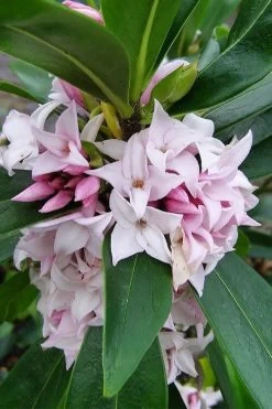 Pink Perfume Princess Winter Daphne - 2 Gallon Pot (SALE) -SHRUBS and BUSHES Store daphne perfume princess 11