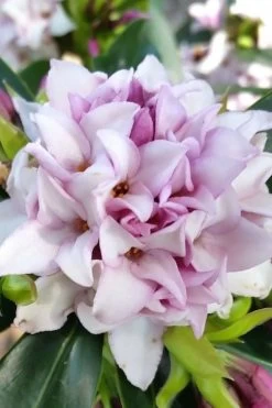 Pink Perfume Princess Winter Daphne - 2 Gallon Pot (SALE) -SHRUBS and BUSHES Store daphne perfume princess 12