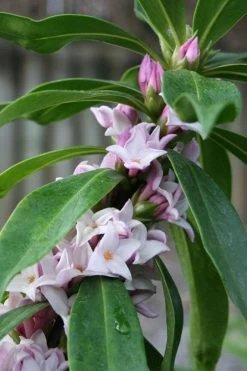 Pink Perfume Princess Winter Daphne - 2 Gallon Pot (SALE) -SHRUBS and BUSHES Store daphne perfume princess 17