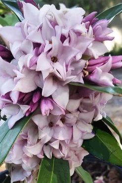 Pink Perfume Princess Winter Daphne - 2 Gallon Pot (SALE) -SHRUBS and BUSHES Store daphne perfume princess 4