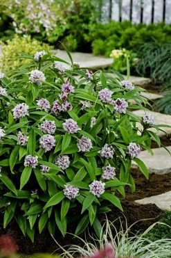 Pink Perfume Princess Winter Daphne - 2 Gallon Pot (SALE) -SHRUBS and BUSHES Store daphne perfume princess 7