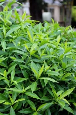 Pink Perfume Princess Winter Daphne - 2 Gallon Pot (SALE) -SHRUBS and BUSHES Store daphne perfume princess 8