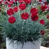 Cherry Pie Dianthus (Carnations) 1 Gallon Pot