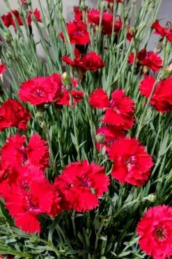 Fire Star Dianthus (Carnation) - 10 Pack Of Quart Pots -SHRUBS and BUSHES Store dianthus fire star 2