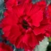 Fire Star Dianthus (Carnation) - 10 Pack Of Quart Pots 2 Fire Star Dianthus (Carnation) - 10 Pack Of Quart Pots -SHRUBS and BUSHES Store dianthus fire star cottage pinks 100