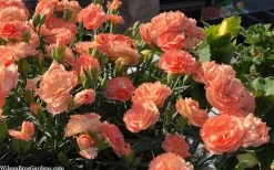 Super Trouper Orange Dianthus (Carnation) - 5 Pack Of Quart Pots -SHRUBS and BUSHES Store dianthus supertrouper orange 10