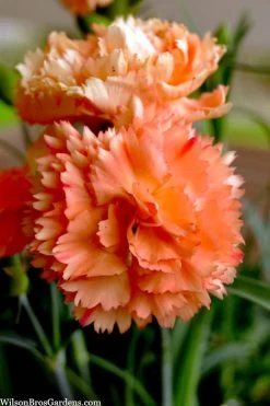 Super Trouper Orange Dianthus (Carnation) - 5 Pack Of Quart Pots -SHRUBS and BUSHES Store dianthus supertrouper orange 9