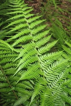 Dixie Wood Fern - Dryopteris Australis - 1 Gallon Pot 10 Dixie Wood Fern - Dryopteris Australis - 1 Gallon Pot -SHRUBS and BUSHES Store dryopteris australis dixie wood fern 10