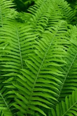 Dixie Wood Fern - Dryopteris Australis - 1 Gallon Pot 9 Dixie Wood Fern - Dryopteris Australis - 1 Gallon Pot -SHRUBS and BUSHES Store dryopteris australis dixie wood fern 12