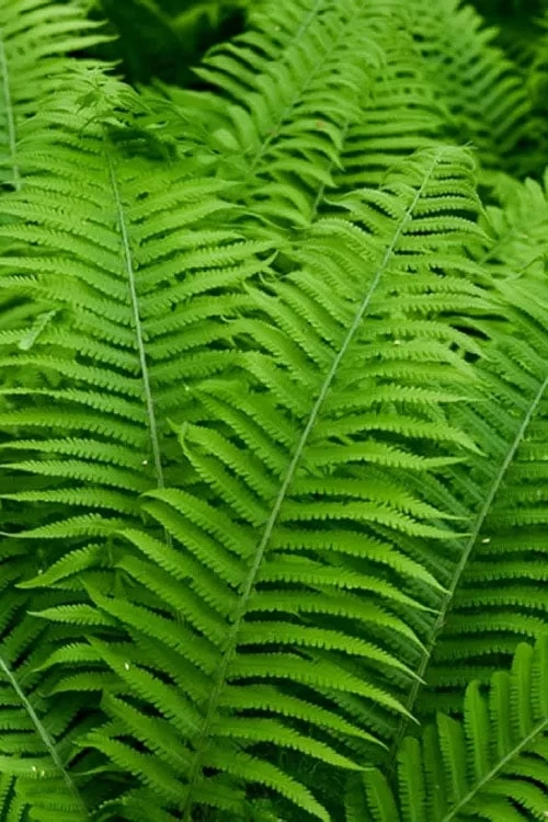 Dixie Wood Fern - Dryopteris Australis - 1 Gallon Pot 5 Dixie Wood Fern - Dryopteris Australis - 1 Gallon Pot - Image 4