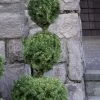 Poodle Tier Dwarf Alberta Spruce 3 Ball Topiary (3-Ball) - 3 Gallon Pot -SHRUBS and BUSHES Store dwarf alberta spruce 3 ball poodle tier 12 1