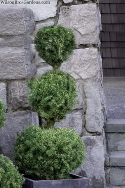 Poodle Tier Dwarf Alberta Spruce Topiary - 5 Gallon Pot